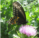 Famille Papilionidae (Porte-queues): Papillon du cleri (Papilio polyxenes)